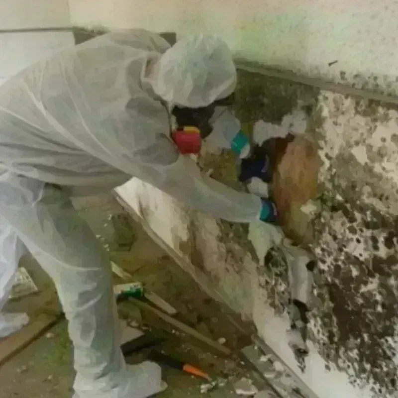 Mold Remediation and Removal in Mascoutah, IL